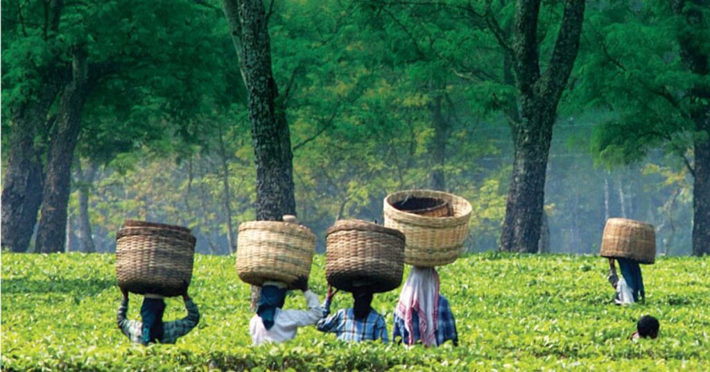 tea plantations in assam, xplro