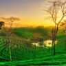 Assam Tea Estates, Xplro