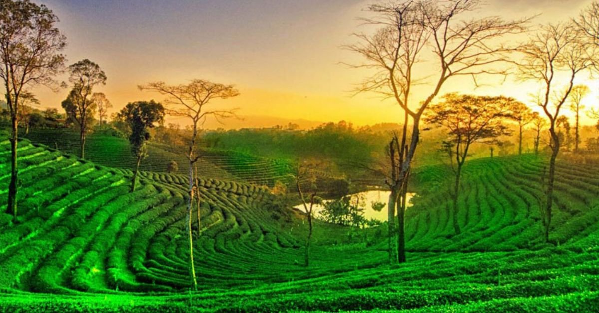 Assam Tea Estates, Xplro