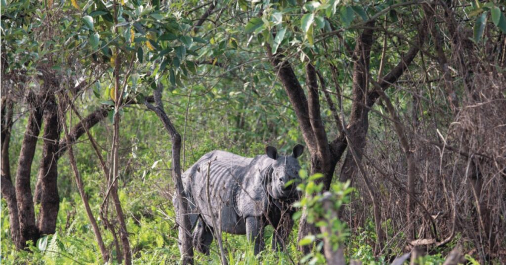 Manas National Park, Xplro