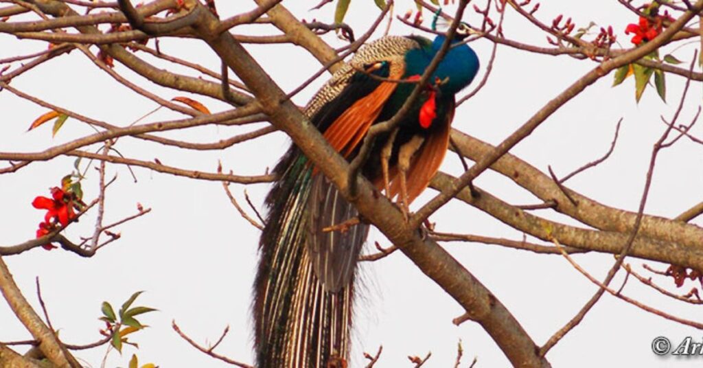 Birdwatching, Manas National Park, Xplro