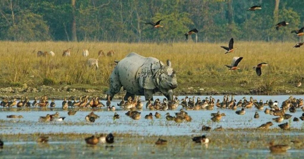 Diverse Wildlife Ambari Wildlife Sanctuary Assam, Xplro