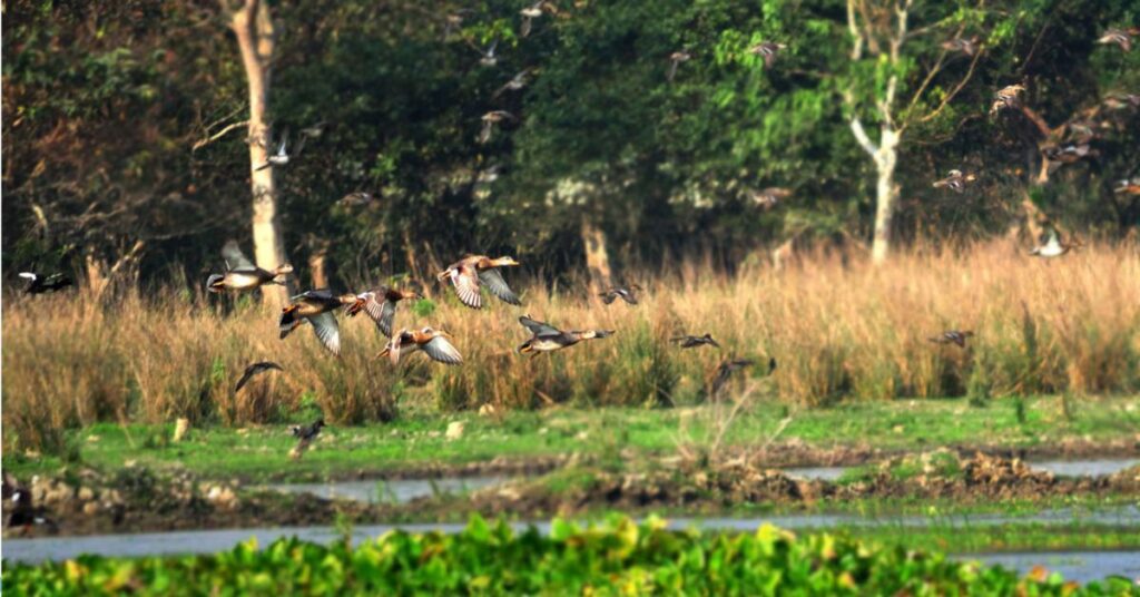 Bird Watching Ambari Wildlife Sanctuary Assam, Xplro