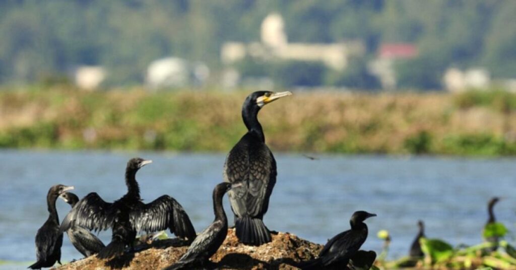 Aquatic Life and Water Bodies Ambari Wildlife Sanctuary Assam, Xplro