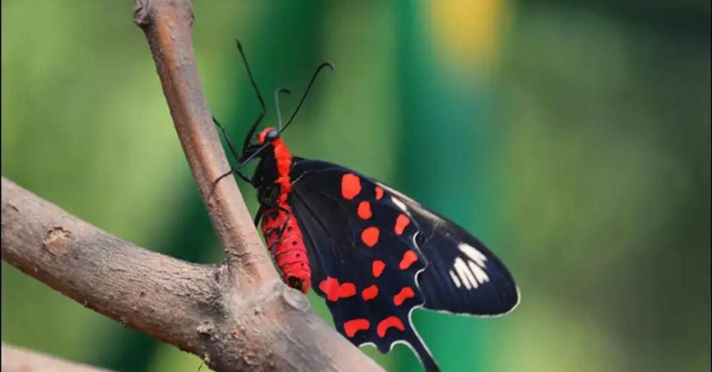 Butterfly Watching Ambari Wildlife Sanctuary Assam, Xplro