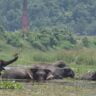 Ambari Wildlife Sanctuary Assam, Xplro