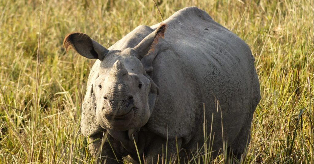 Pobitora Wildlife Sanctuary One-Horned Rhinoceros, Xplro