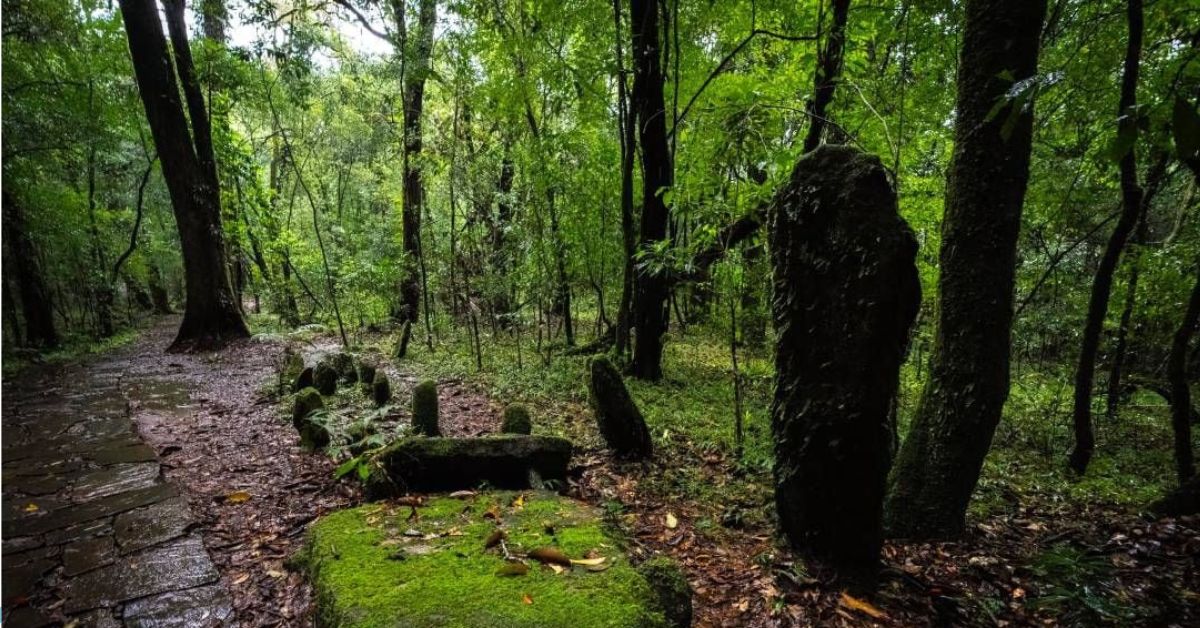 Mawphlang Sacred Forest, Xplro, Meghalaya