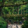 Double-Decker Living Root Bridge, Xplro