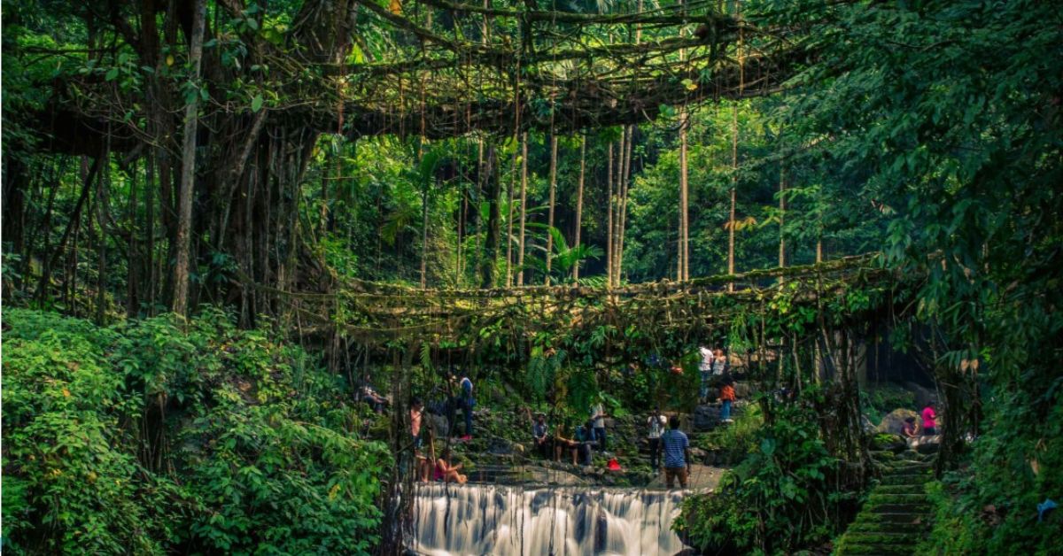 Double-Decker Living Root Bridge, Xplro