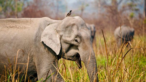 Kaziranga National Park, Xplro