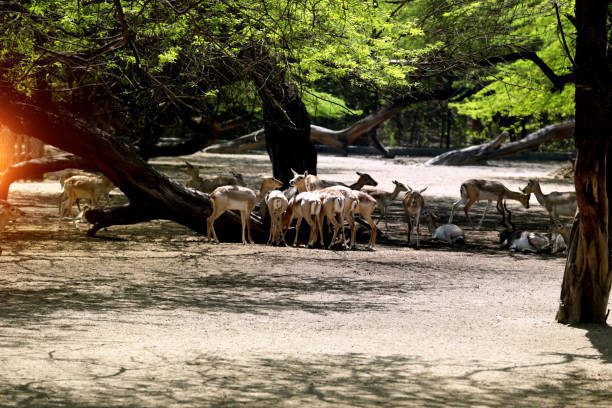 Jim Corbett National Park Itinerary: A Perfect 4-Day Itinerary for an Unforgettable Adventure