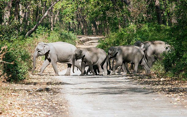 Jim Corbett National Park, Xplro