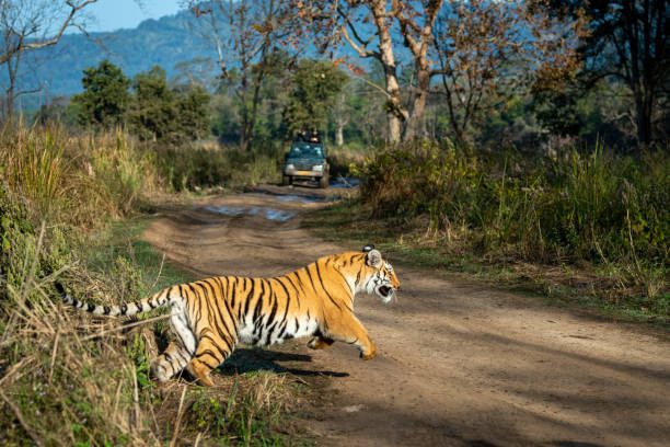  Top Wildlife Experiences in India: 7 Unforgettable Encounters with Nature's Wonders jim corbett national park