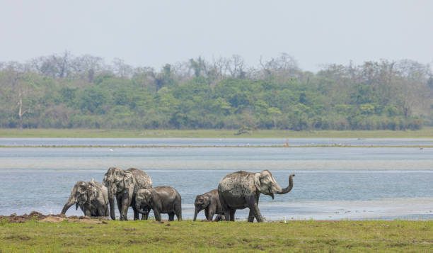 Top 10 Stunning Assam Places to See: Must-Visit Tourist Attractions in Assam