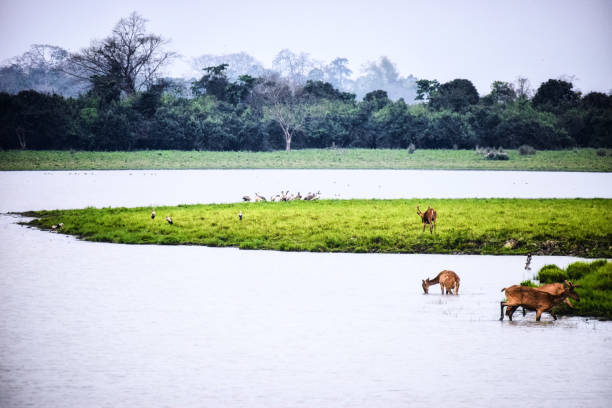 Top Wildlife Experiences in India: 7 Unforgettable Encounters with Nature's Wonders