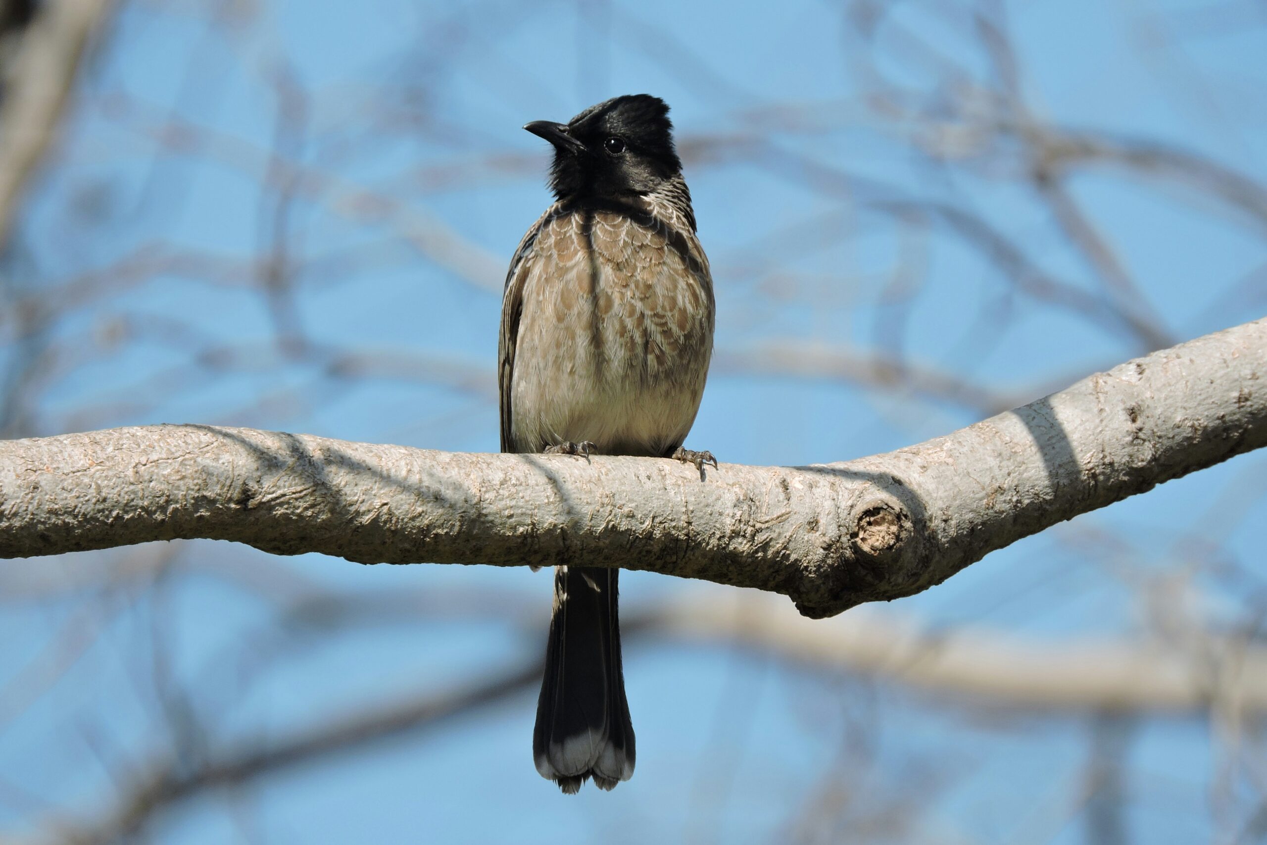 How to find best places for wildlife photography in India