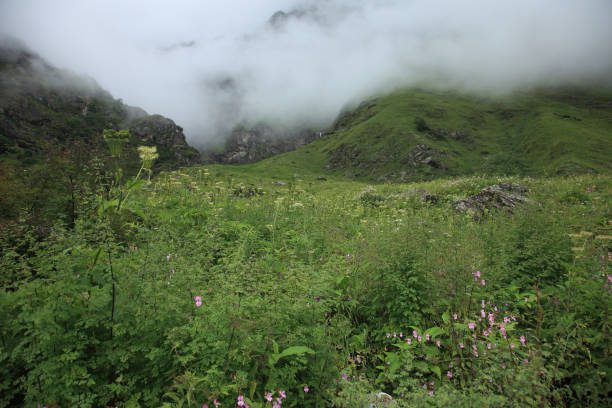 the valley of flowers