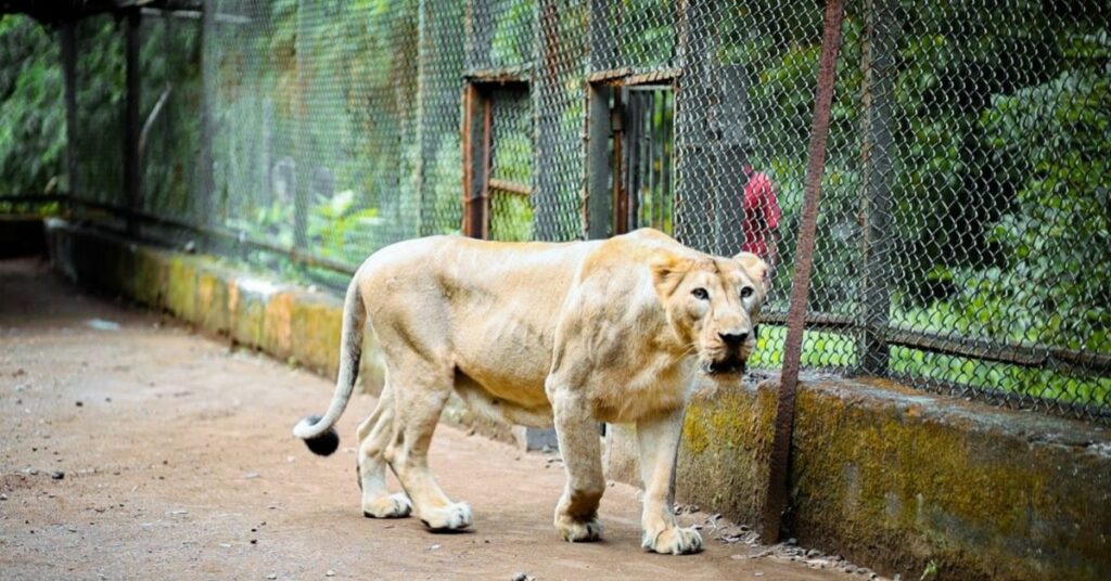 asiatic lions vasona lion safari park, Xplro