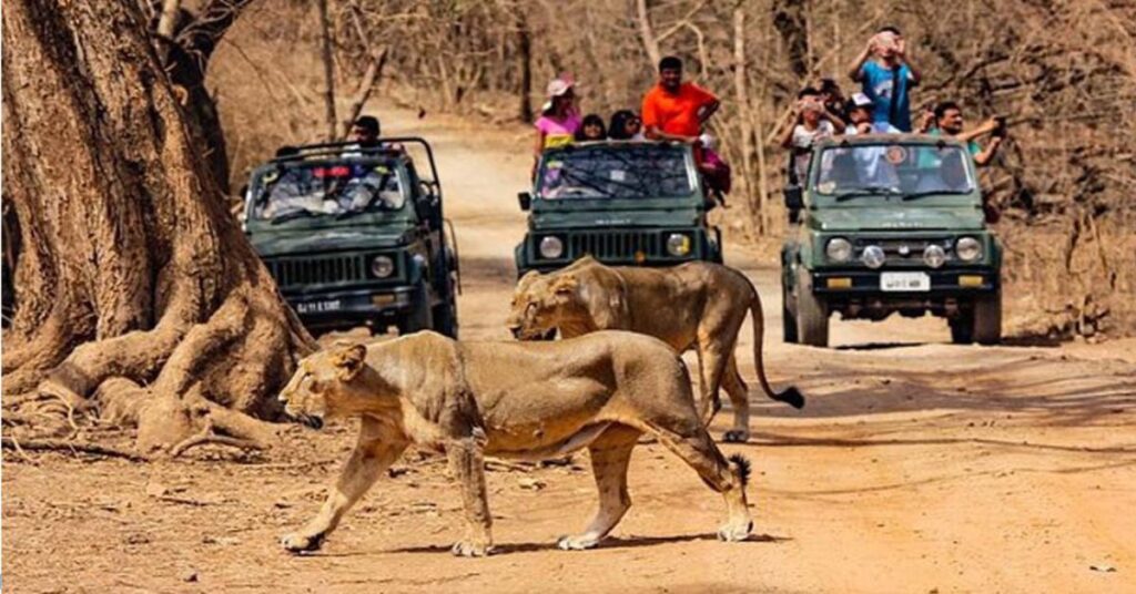 Safari Trails vasona lion safari park, Xplro