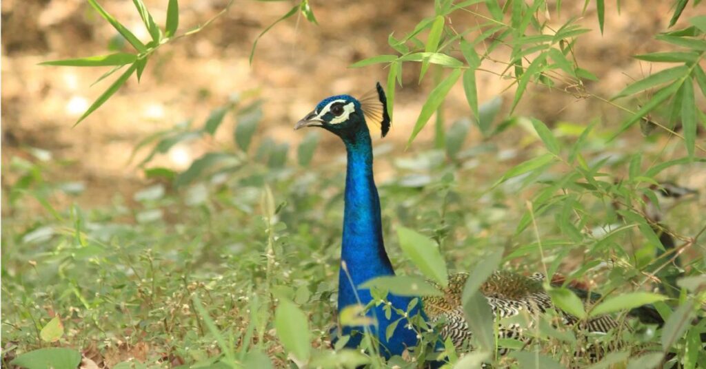 Birdwatching vasona lion safari park, Xplro