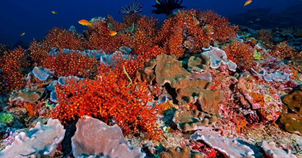 Coral Reefs and Marine Life, Thinnakara Island, Xplro