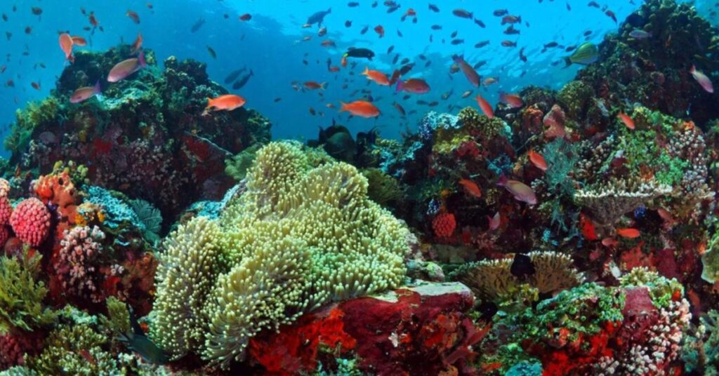 Marine Life and Coral Reefs, Kalpeni Island, Xplro