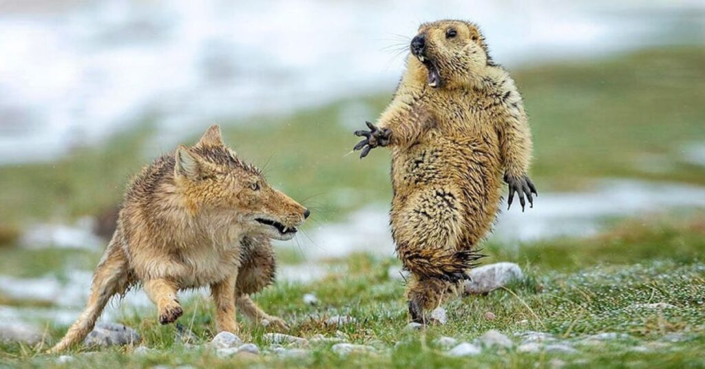 Wildlife Spotting, Ladakh, Xplro