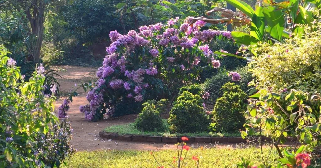 Auroville Botanical Gardens, Xplro