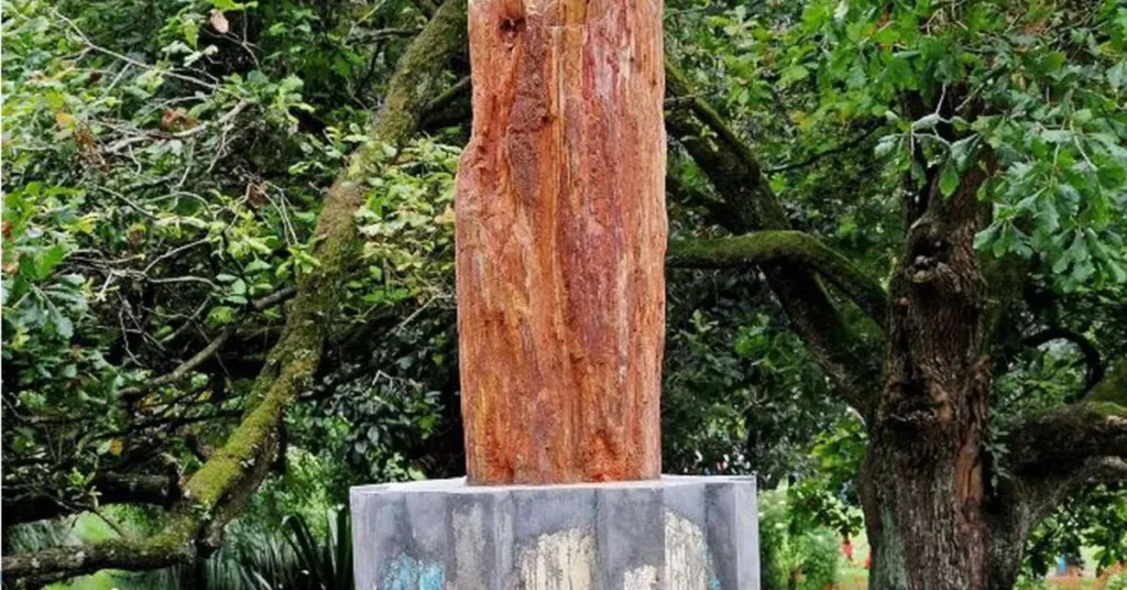 Fossil Tree, Pondicherry Botanical Garden, Xplro