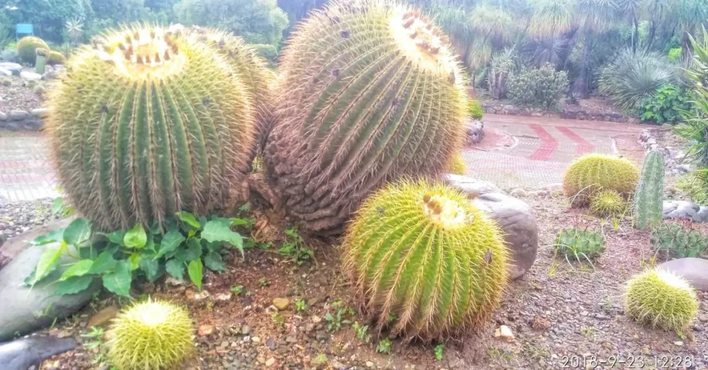 Cacti and Succulents Section, Pondicherry Botanical Garden, Xplro