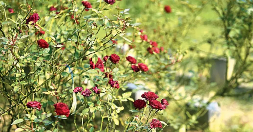 Rose Gardenn, Pondicherry Botanical Garden, Xplro