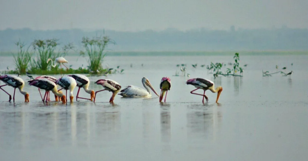 Birdwatching, Ousteri Lake, Puducherry, Xplro