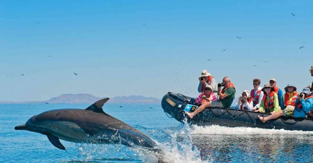 Dolphin Spotting and Bird Watching, Bangaram Island, Xplro