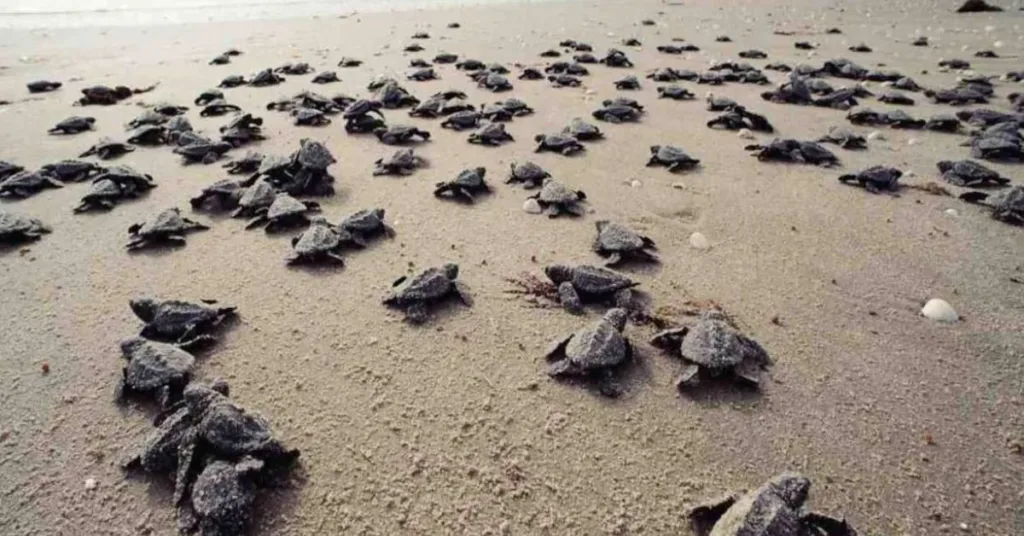 agonda beach, Turtle Nesting Site, Xplro