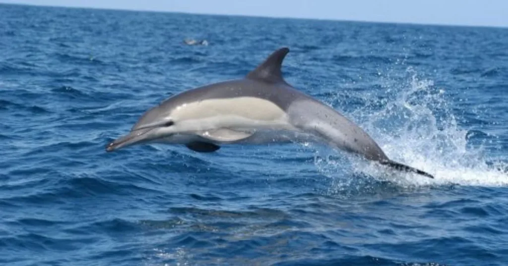 Dolphin Safari at Tarkarli Beach, Xplro