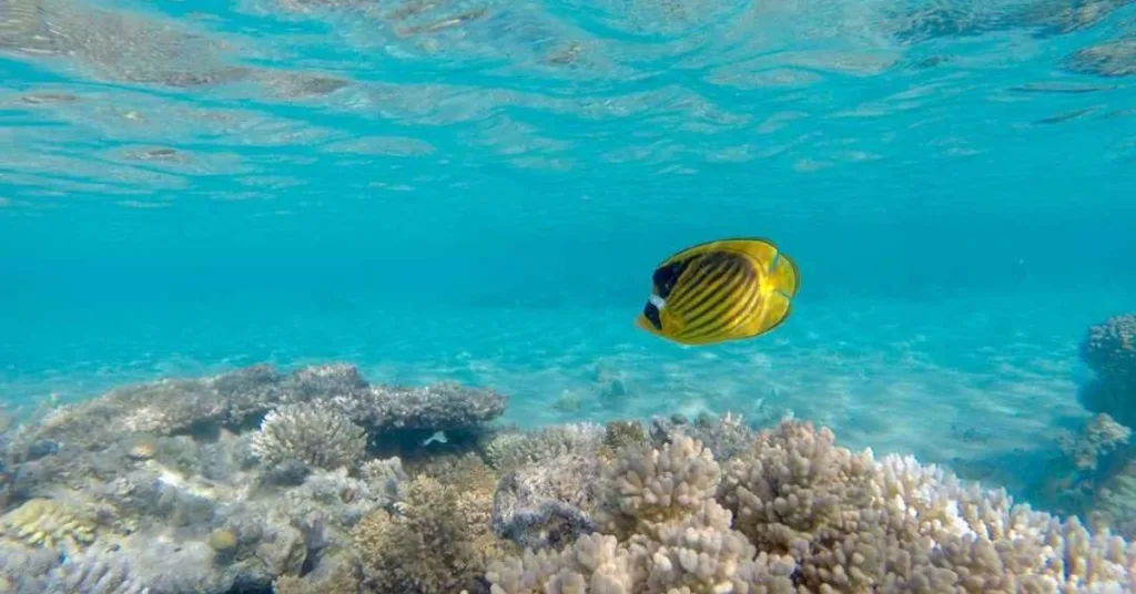 wandoor beach Coral Reefs and Marine Life, Xplro