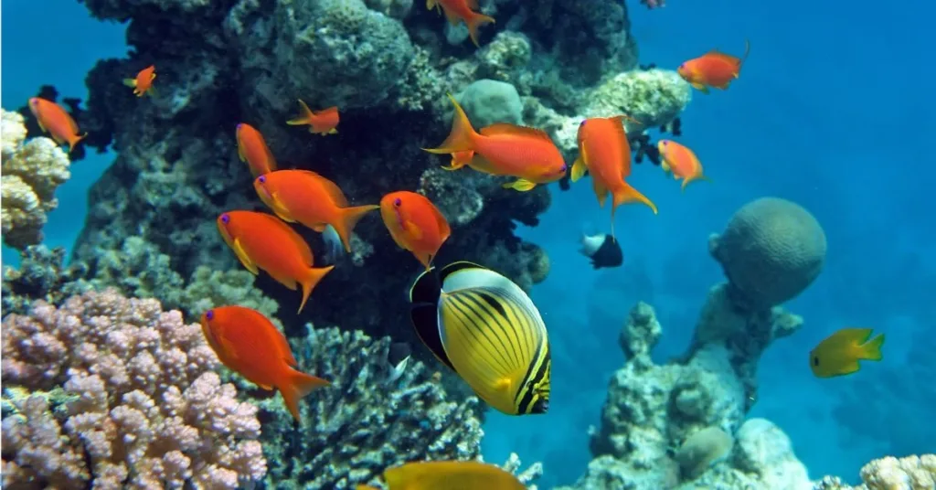 Netrani Island Coral Reefs, Xplro