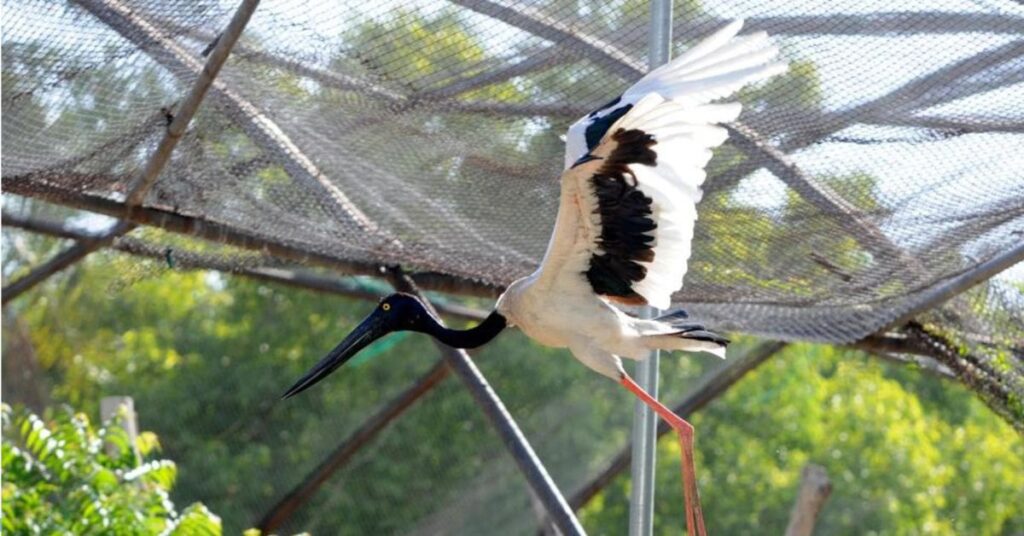 Delhi Zoo, Bird Aviaries, Xplro