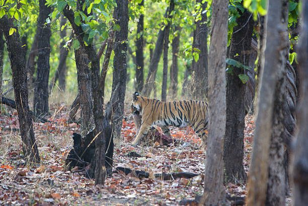 Top Wildlife Sanctuaries in India: Your Ultimate Guide To 10 Most Unforgettable Sites