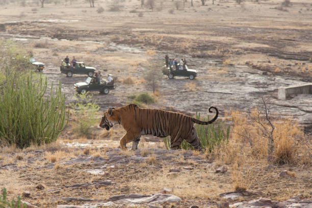 Family-Friendly Destinations in India, Ranthambore National Park, Xplro