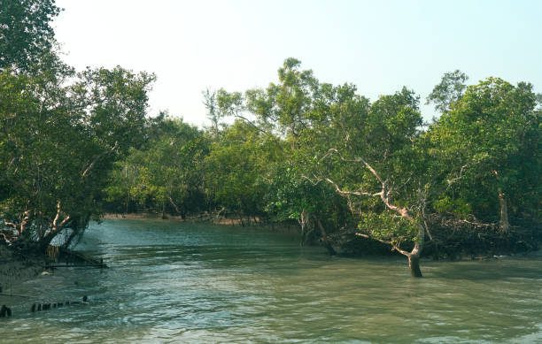 Sundarbans Mangrove Forest, Xplro