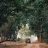 Explore Wildlife at Bandhavgarh National Park in MP: Your Ultimate 7-Step Guide to an Unforgettable Safari Experience