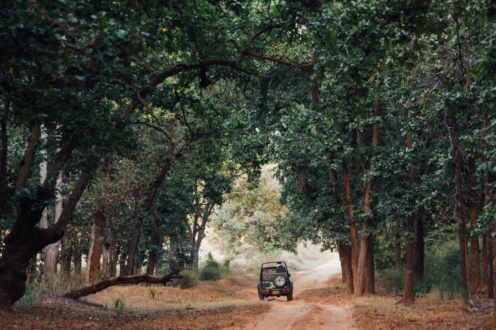 Explore Wildlife at Bandhavgarh National Park in MP: Your Ultimate 7-Step Guide to an Unforgettable Safari Experience