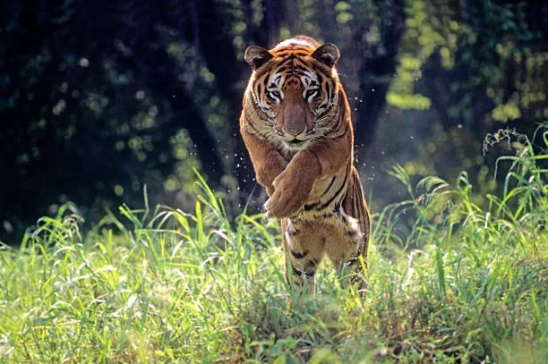 Explore Wildlife at Bandhavgarh National Park in MP: Your Ultimate 7-Step Guide to an Unforgettable Safari Experience