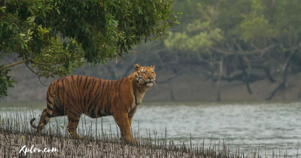 Sundarbans