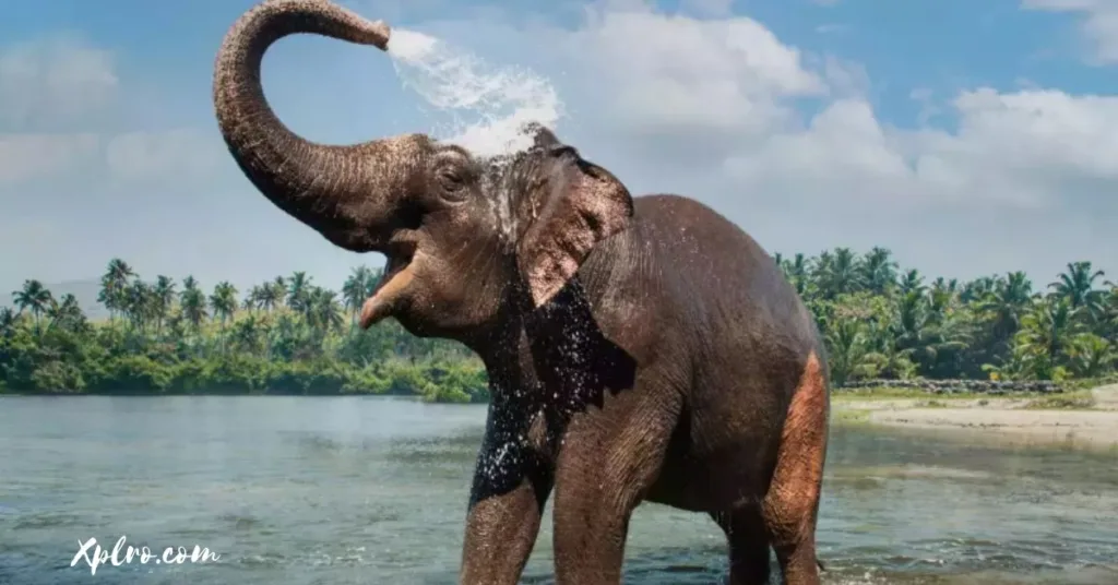 Periyar National Park, Kerala