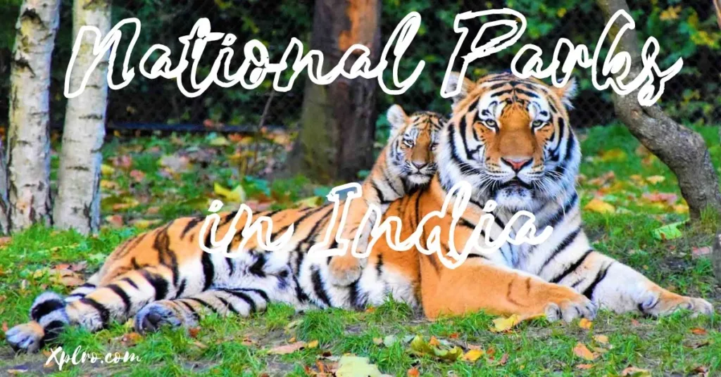 Top 10 National Parks in India: Special Wildlife Adventures