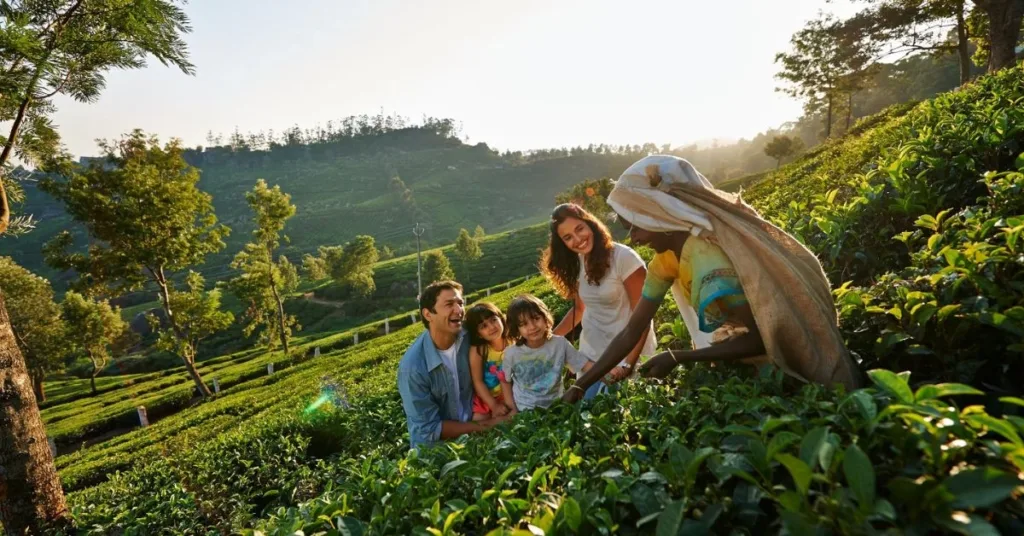 Tea Gardens of Munnar, Xplro