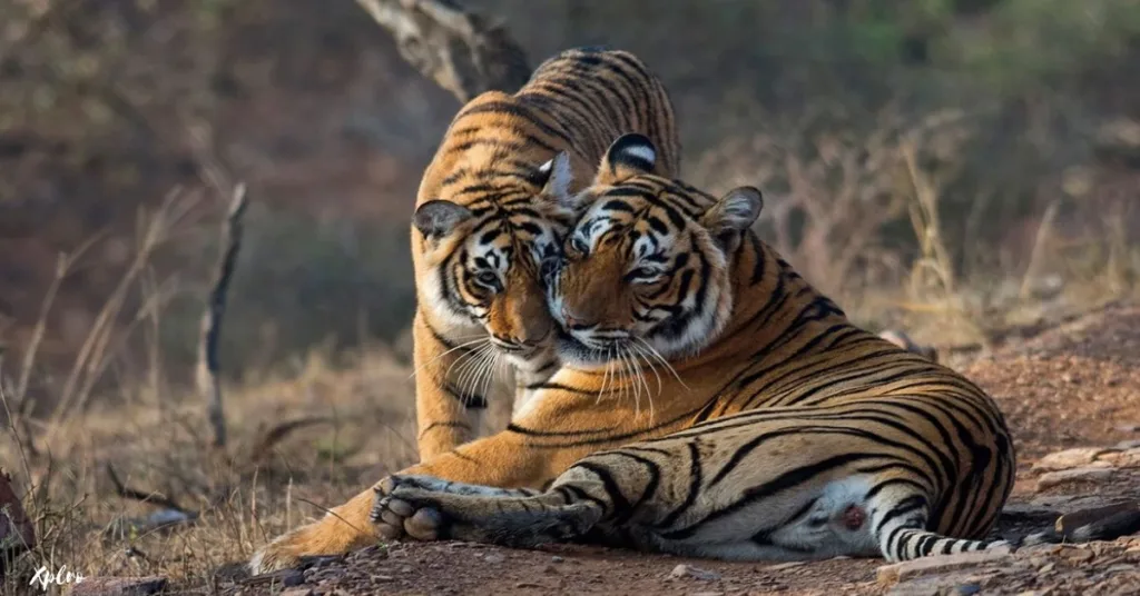  Ranthambore National Park (Rajasthan), Xplro